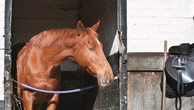Preparing Your Equestrian Property for Sale: Zoe’s Top Tips for a Great First Impression